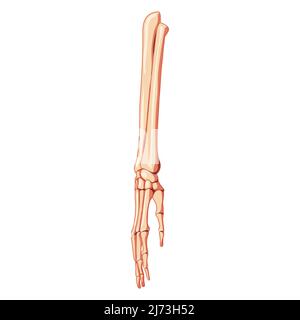 Unterarme Skelett Ulna, Radius, Hand Human Front Anterior ventral view. 3D anatomisch korrektes, realistisches, flaches, natürliches Farbkonzept Vektordarstellung der Anatomie auf weißem Hintergrund isoliert Stock Vektor