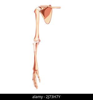 Oberer Extremitätenarm mit Schultergürtel Skelett Vorderseite des Menschen Vorderansicht der Vorderansicht des Ventrals. Anatomisch korrekter Schlüsselbein, Schulterblatt, Unterarme realistisches flaches Konzept Vektordarstellung isoliert auf weißem Hintergrund Stock Vektor