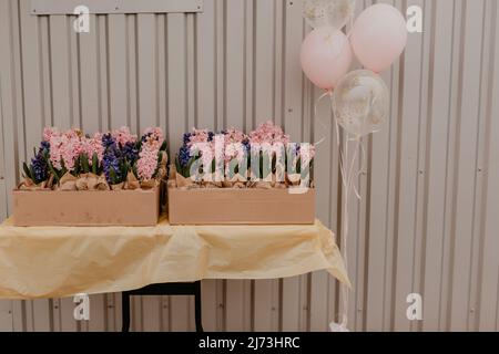 Bunte rosa blau lila Lavendel Frühlingsblumen in Handwerk Papier Töpfe auf dem Tisch in Geschenkbox.Überraschungsgeschenk für Urlaub am 8. März International Stockfoto