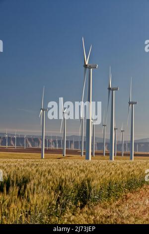 Windpark, reifes Weizenfeld, vor der Ernte, nachmittags hell, Ende Juli, Oregon. Stockfoto