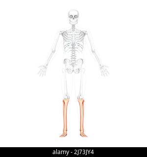 Skelett Bein Schienbein, Fibel, Fuß, Knöchel menschliche Vorderansicht mit zwei Arm offenen Posen mit teilweise transparenter Knochenposition. Anatomisch korrekte realistische flache natürliche Farbe Vektordarstellung isoliert Stock Vektor