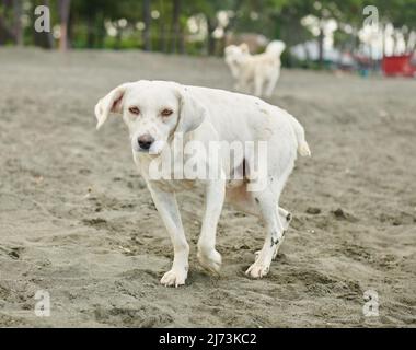 Weiße Hunde spielen auf schwarzem Sand am Meer Stockfoto