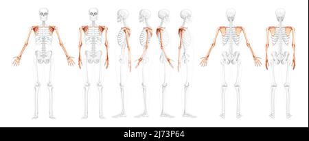 Set Skelett Obere Extremitätenarme mit Schulter Human Vorderansicht der Rückseite mit teilweise transparenter Knochenposition. Realistisches, flaches, natürliches Farbkonzept Vektordarstellung der Anatomie auf Weiß isoliert Stock Vektor