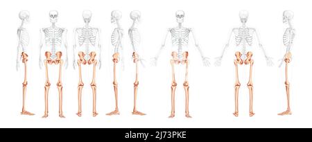 Set der unteren Gliedmaßen menschliches Becken mit Beinen, Oberschenkeln, Füßen, Knöcheln Skelett Vorderansicht der Rückseite mit teilweise transparentem Körper. Anatomisch korrektes 3D realistisches flaches Konzept Vektordarstellung isoliert Stock Vektor