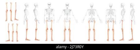 Set Skelett Oberschenkel und Beine untere Extremität Human Front back side view with partiely transparent Bones Position. Femur, Patella, Fibula, Tibia, Foot realistisch flach Vektor-Illustration der Anatomie isoliert Stock Vektor