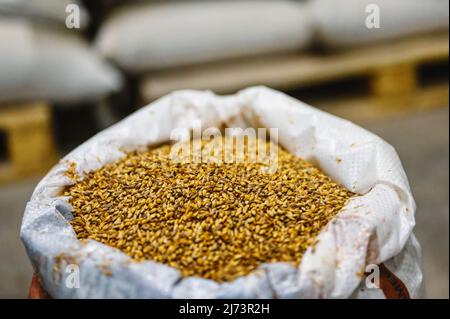 Ein Sack, der mit Weizenmalzkörnern bis zum Rand gefüllt ist. Zutat zum Brühen Stockfoto