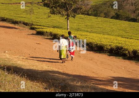 Bunte afrikanische Damen, die in Teeplantagen, Thyolo District, Malawi, Afrika, spazieren gehen Stockfoto