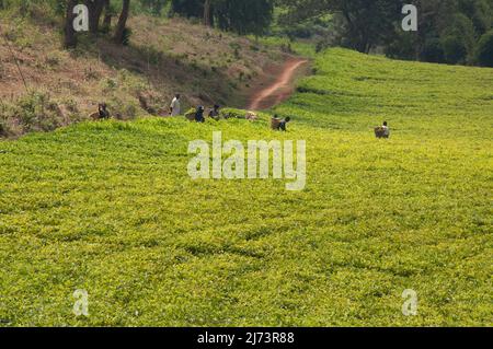 Teeplants, Mulanje District, Malawi, Afrika - Menschen pflücken Teeblätter Stockfoto