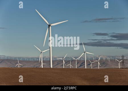 Windpark, Fernsicht, reifes Weizenfeld, PM-Licht, Ende Juli, Washington. Stockfoto