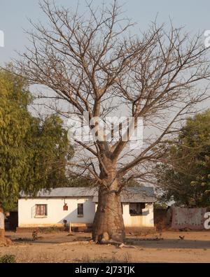 Baobab Tree (Adonsonia), Kleines Afrikanisches Dorf, Chikwawa District, Malawi. Der Baobab-Baum wird manchmal als die Anzeige „Upside Down Tree“ bezeichnet, die in s sehr ikonisch ist Stockfoto