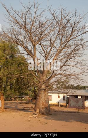 Baobab Tree (Adonsonia), Kleines Afrikanisches Dorf, Chikwawa District, Malawi. Der Baobab-Baum wird manchmal als die Anzeige „Upside Down Tree“ bezeichnet, die in s sehr ikonisch ist Stockfoto