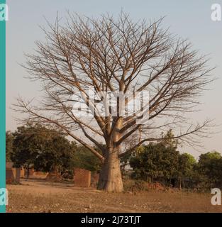 Baobab Tree (Adonsonia), Kleines Afrikanisches Dorf, Chikwawa District, Malawi. Der Baobab-Baum wird manchmal als die Anzeige „Upside Down Tree“ bezeichnet, die in s sehr ikonisch ist Stockfoto