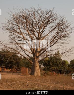 Baobab Tree (Adonsonia), Kleines Afrikanisches Dorf, Chikwawa District, Malawi. Der Baobab-Baum wird manchmal als die Anzeige „Upside Down Tree“ bezeichnet, die in s sehr ikonisch ist Stockfoto