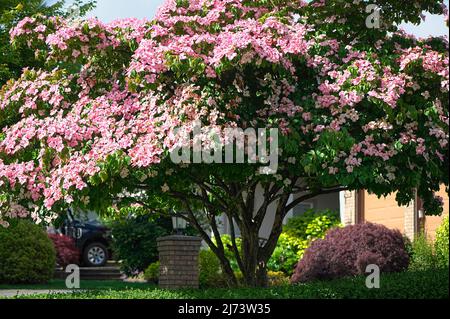 Ein blühendes Pink Dogwood (Cornus florida f.rubra) als Teil der Landschaftsgestaltung auf einem Wohngrundstück. Stockfoto