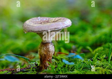 Schleimiger Stachelkappenpilz (Gomphidius glutinosus), der im Moos auf dem Waldboden wächst. Stockfoto