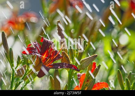 Dunkle orangefarbene Daylilie (Hemerocallis fulva) mit Wassertropfen und Wasserstreifen aus einem Gartenregner. Stockfoto