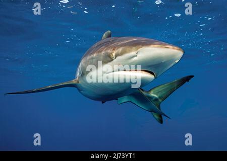 Seidenhai (Carcharhinus falciformis), Jardines de la Reina, Kuba, Karibisches Meer, Karibik Stockfoto