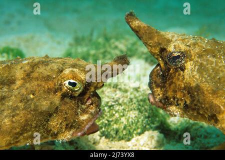 Zwei Roughback-Fledermausfische (Ogcocephalus parvus), Porträt, von Angesicht zu Angesicht, Kuba, Karibisches Meer, Karibik Stockfoto