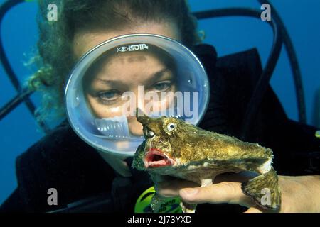 Taucher mit einem Roughback-Fledermausfisch (Ogcocephalus parvus), auf der Hand, Kuba, Karibik, Karibik Stockfoto