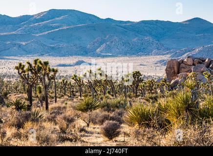 Joshua Bäume und Felsen im Joshua Tree National Park. Stockfoto