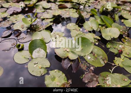 Artikeldetails mit Seerosen in einem Teich während eines sonnigen Frühlingstages. Stockfoto