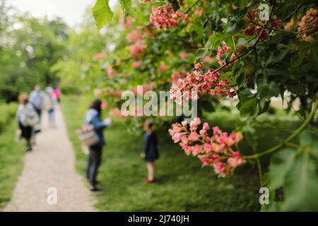 Geringe Tiefenschärfe mit roten Kastanienbaumblüten in einem öffentlichen Park an einem sonnigen Frühlingstag. Stockfoto