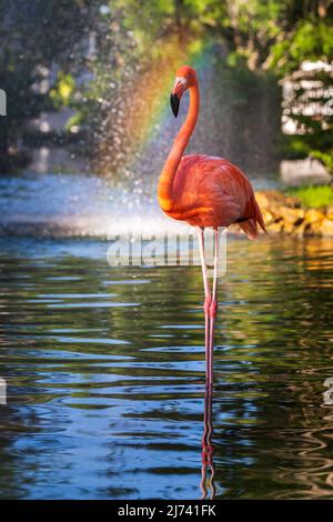 Einzelner isolierter Flamingo-Vogel, der im Wasser steht, mit Regenbogen im Hintergrund Stockfoto