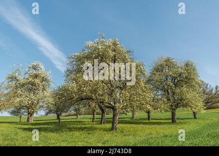 Blühende Birnenbäume auf einer Wiesenplantage bei Hilzingen in Hegau, Baden-Württemberg Stockfoto