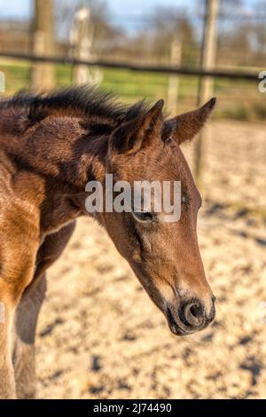 Kopf eines dunkelbraunen Fohlens. Draußen in der Sonne. Warmblut, KWPN Dressurpferd. Eine Woche alt. Holzzaun und Gras. Tierthemen, Neugeborenes Stockfoto