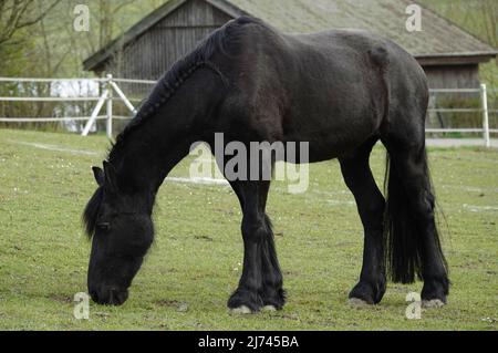 Schwarz ordentlich gekämmt Gypsy Vanner Pferd auf einer Wiese. Im Hintergrund ist ein dunkler Schuppen zu sehen.Ort: Bellenberg, Deutschland Stockfoto