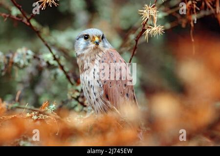 Gemeiner Turmfalken, Falco tinnunculus, kleine Greifvögel, die im orangefarbenen Herbstwald sitzen, Finnland Stockfoto