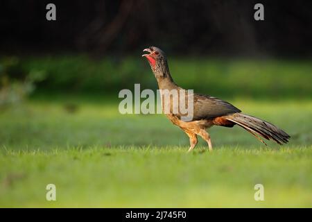 Chaco Chachalaca, Ortalis canicollis, Vogel mit offenem Schnabel, Wandern im grünen Gras, Pantanal, Brasilien Stockfoto