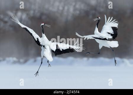 Tanzendes Paar Rotkronenkran mit offenem Flügel im Flug, mit Schneesturm, Hokkaido, Japan Stockfoto