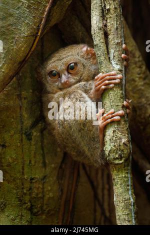 Porträt von Spectral Tarsier, Tarsius-Spektrum, aus dem Tangkoko-Nationalpark, Sulawesi, Indonesien, einem der kleinsten Primaten der Welt. Sie sind nachtaktiv Stockfoto