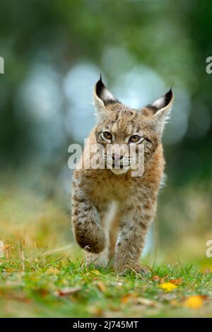 Katze eurasischen Luchs im grünen Gras im tschechischen Wald, Baby Küken Stockfoto