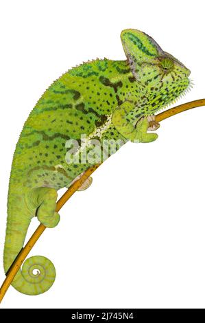 Chameleon klettert auf Ast auf isoliertem weißem Hintergrund. Weibliche Jemen Chamäleon Eidechse Reptil Illustration. Stockfoto