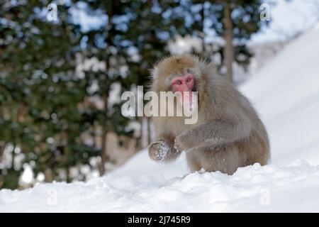 Affe japanischer Makak, Macaca fuscata, auf dem Schnee sitzend, Hokkaido, Japan Stockfoto