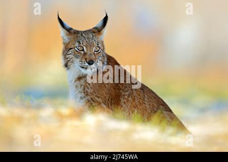 Eurasian Lynx, wilde Katze auf Schneewiese im Winter Stockfoto