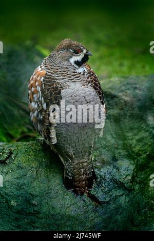 Haselhuhn, Bonasa bonasia, Waldvögel, die auf dem grünen Moosstein sitzen Stockfoto