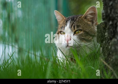 Eine gefleckte Katze guckt hinter dem Gras, in der Nähe einer Birke stovbur. Stockfoto