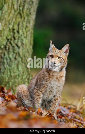 Eurasian Lynx, Wildkatze, die auf den orangen Blättern im Waldlebensraum sitzt Stockfoto