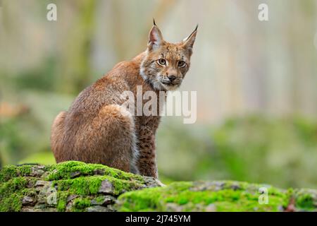 Eurasian Lynx, Wildkatze, die auf den orangen Blättern im Waldlebensraum sitzt Stockfoto