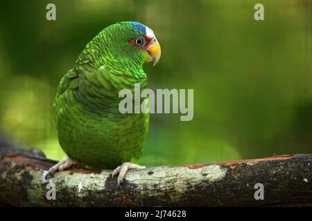 Grüner Papagei Weißstirn-Amazonas, Amazona albifrons, Belize Stockfoto