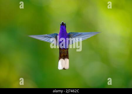 Kolibri Violet Sabrewing, Campylopterus hemileucurus, fliegen im tropischen Wald, La Paz, Costa Rica Stockfoto
