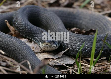 Eine Schlange, eine große Schlange im Frühlingswald, in trockenem Gras in ihrem natürlichen Lebensraum, die sich in der Sonne sonnt. Stockfoto