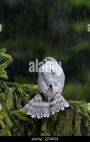 Greifvögel Eurasischer Sperber, Accipiter nisus, sitzend auf Fichte bei starkem Regen im Wald Stockfoto