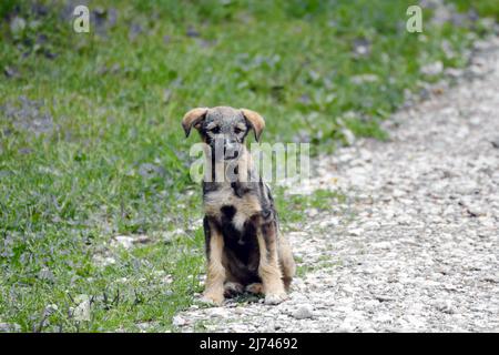 Ein einsamer streunender Welpe, der auf dem Gras neben einer Schotterstraße steht und sehr traurig aussieht. Estray ist in der Regel ein Haustier, das auf freiem Fuß oder verloren umherwandert. Stockfoto