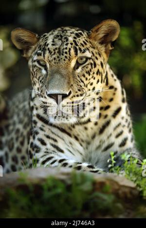 Detailportrait der Wildkatze jaguar, Costa Rica Stockfoto