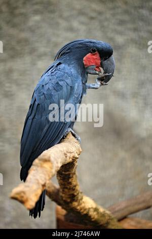 Dunkler Papagei Palmcockatoo, Probosciger aterrimus, Neuguinea Stockfoto