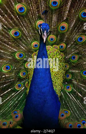 Schöner Vogel männlicher indischer Pfau, Pavo cristatus, zeigt seine Federn, mit offenem Schwanz Stockfoto